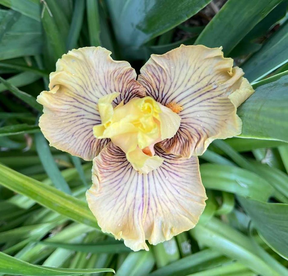 Photo of Tall Bearded Iris (Iris 'Cotillion Gown') uploaded by MaryDurtschi