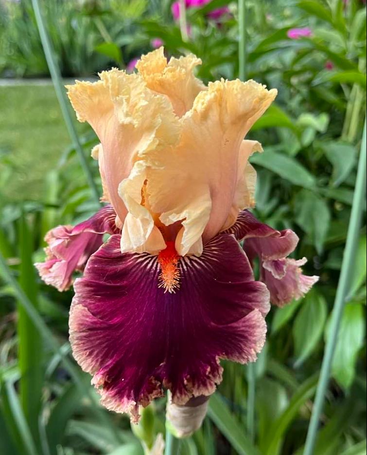 Photo of Tall Bearded Iris (Iris 'Decadence') uploaded by MaryDurtschi