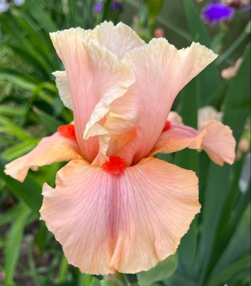 Photo of Tall Bearded Iris (Iris 'Coral Charm') uploaded by MaryDurtschi