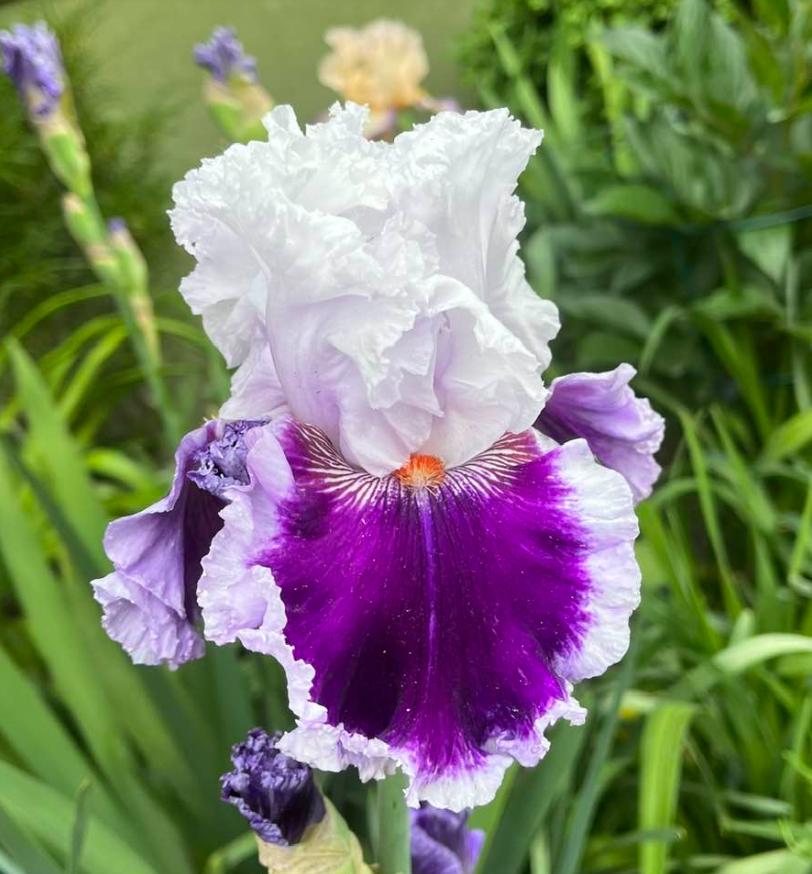 Photo of Tall Bearded Iris (Iris 'Daring Deception') uploaded by MaryDurtschi