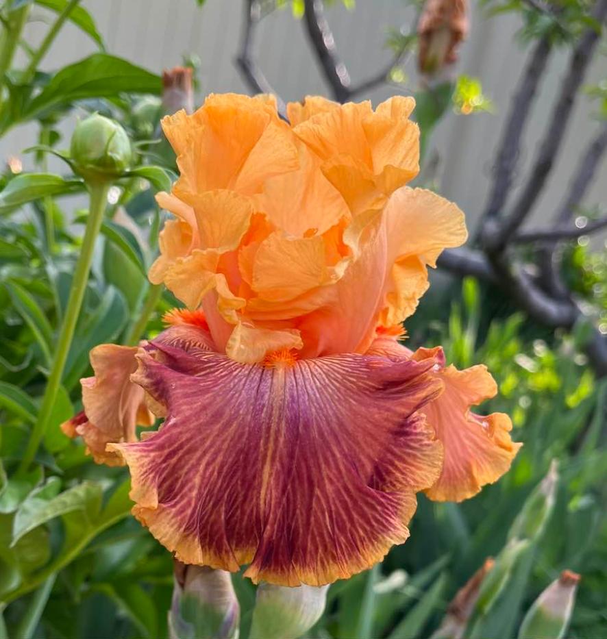 Photo of Tall Bearded Iris (Iris 'Bottle Rocket') uploaded by MaryDurtschi