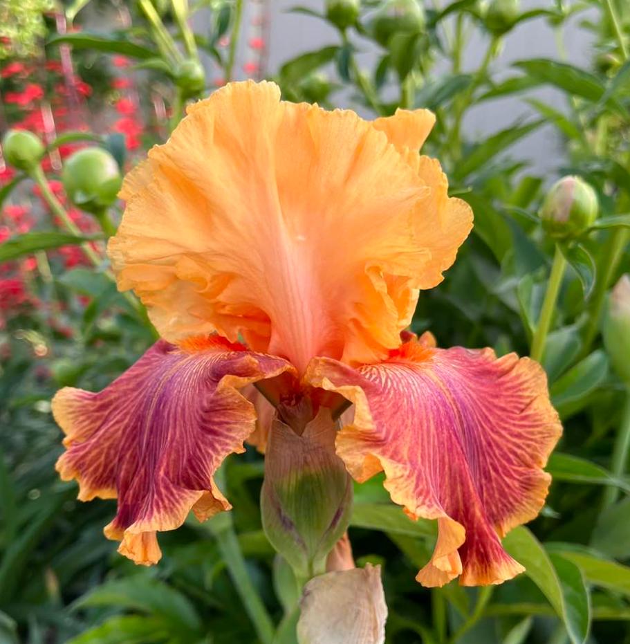 Photo of Tall Bearded Iris (Iris 'Bottle Rocket') uploaded by MaryDurtschi