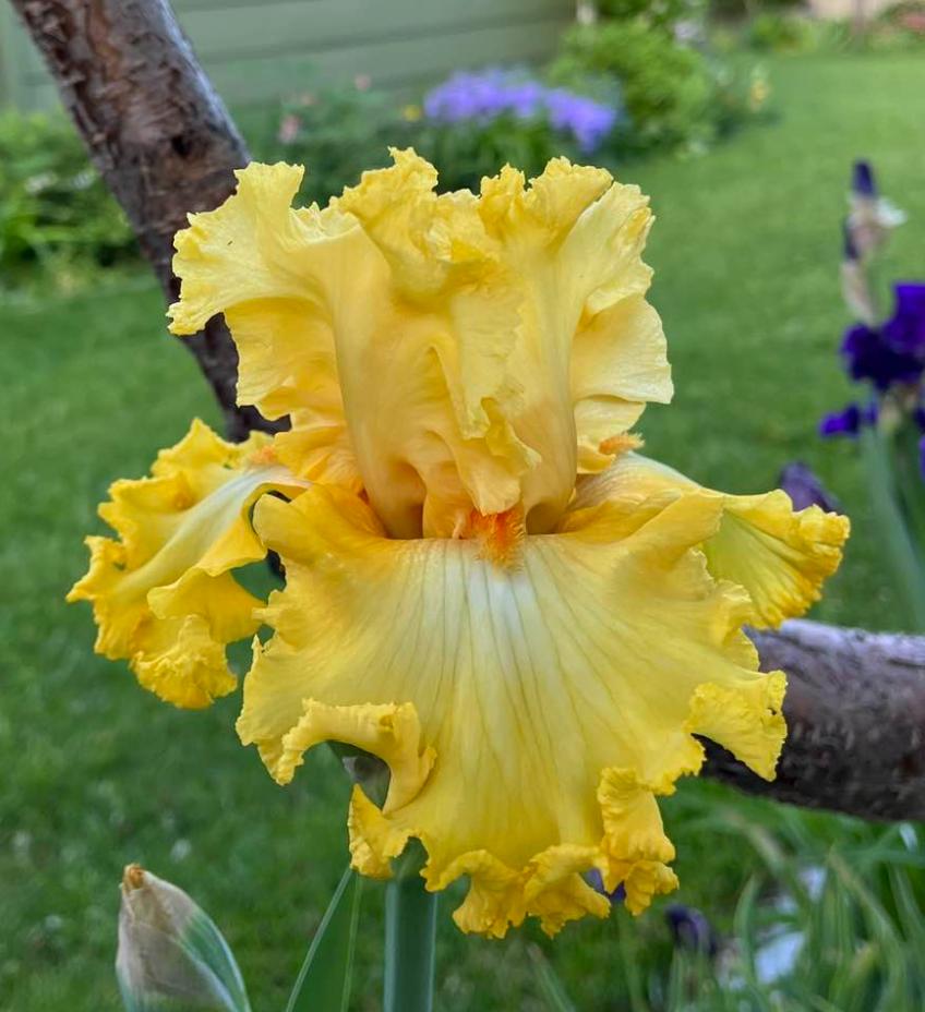 Photo of Tall Bearded Iris (Iris 'Dance Til Dawn') uploaded by MaryDurtschi