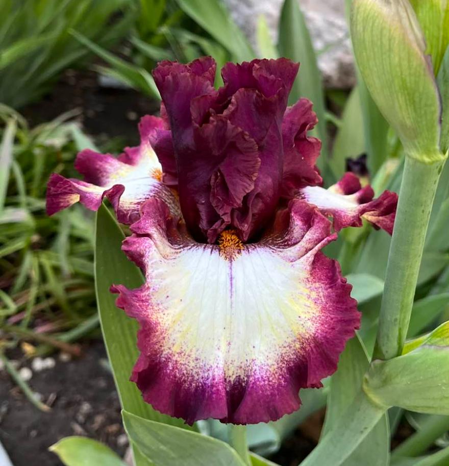 Photo of Tall Bearded Iris (Iris 'Class Ring') uploaded by MaryDurtschi