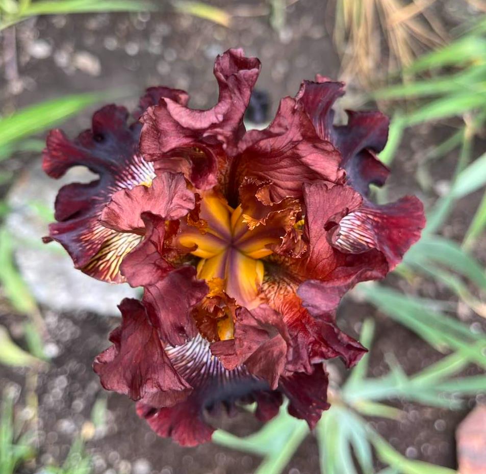 Photo of Tall Bearded Iris (Iris 'Dare Me') uploaded by MaryDurtschi