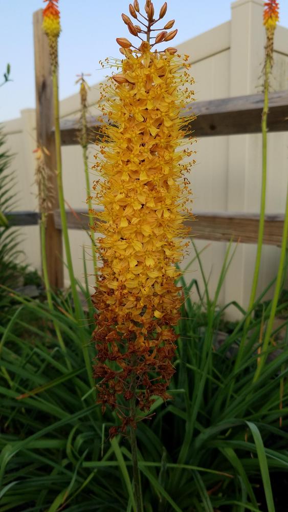 Photo of Foxtail Lily (Eremurus x isabellinus 'Cleopatra') uploaded by RootedInDirt