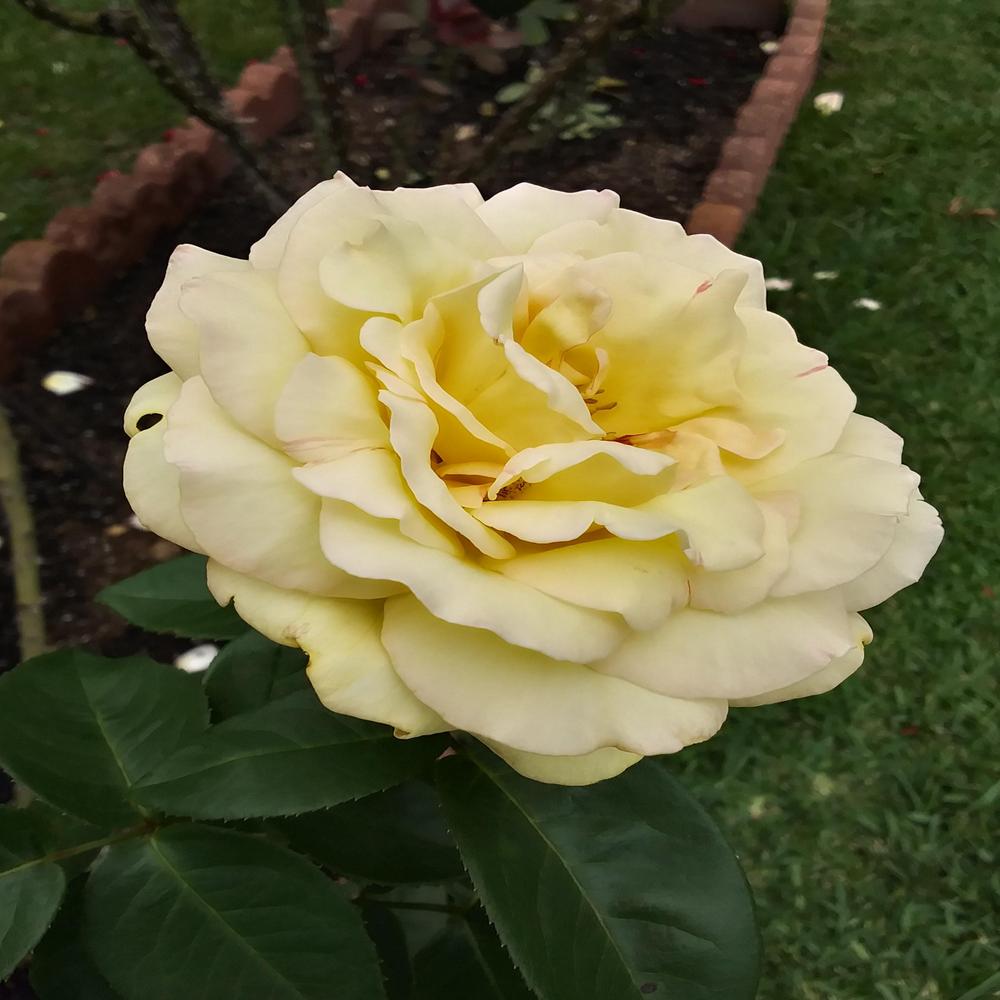 Photo of Hybrid Tea Rose (Rosa 'Peace') uploaded by TomatoNut95