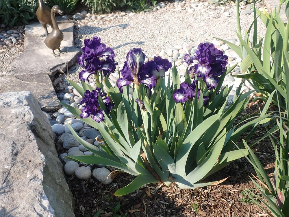 Photo of Intermediate Bearded Iris (Iris 'Starwoman') uploaded by Vals_Garden