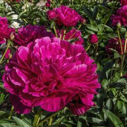 Location: W E Upjohn Peony Garden, Nichols Arboretum, Ann Arbor
Date: 2019-06-12
The plants of Kansas in this garden are highly floriferous, and s
