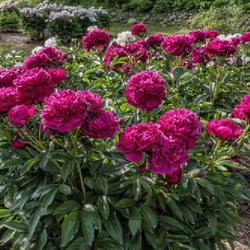 Location: W E Upjohn Peony Garden, Nichols Arboretum, Ann Arbor
Date: 2019-06-12
Blooms from two plants of Kansas, side by side, and at their peak