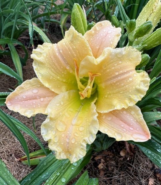 Photo of Daylily (Hemerocallis 'Texas Beautiful Bouquet') uploaded by jkporter