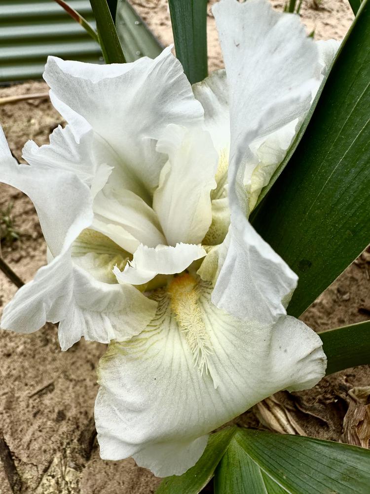 Photo of Tall Bearded Iris (Iris 'I Do') uploaded by ttkc4704