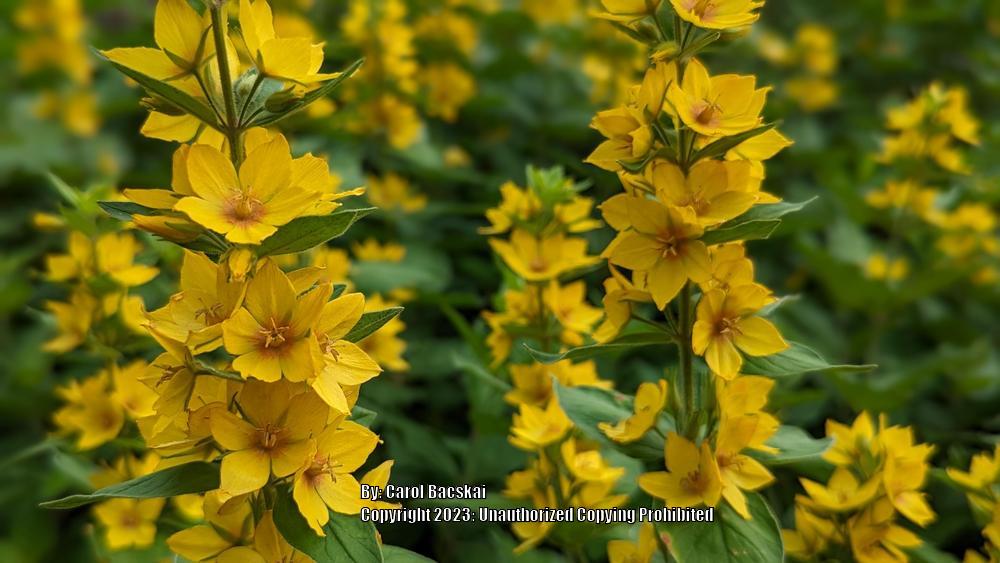 Photo of Yellow Loosestrife (Lysimachia punctata) uploaded by Artsee1