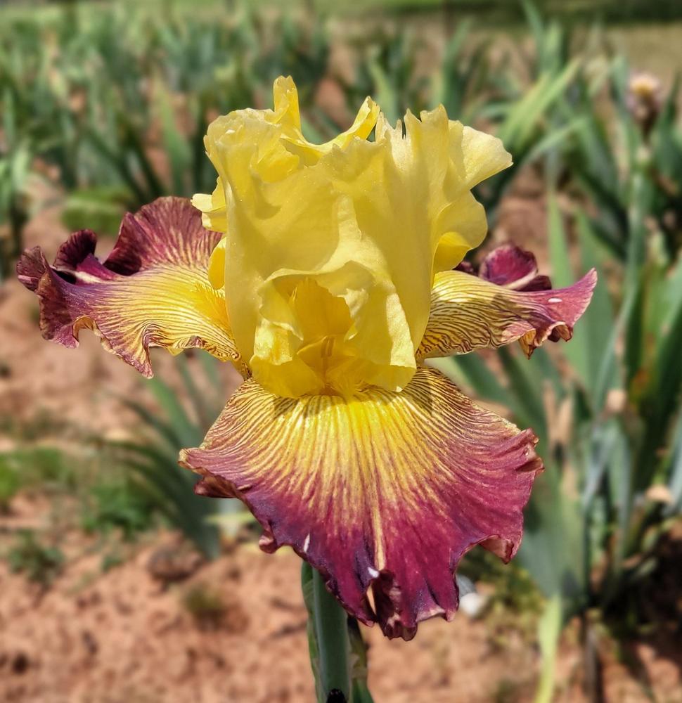 Photo of Tall Bearded Iris (Iris 'Living on the Edge') uploaded by Bitoftrouble