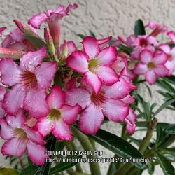 Location: My garden in Tampa, Florida
Date: 2023-06-16
My new seedgrown desert rose purchased last month from a BBS.