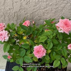 Location: My garden in Tampa, Florida
Date: 2023-06-15
My grocery store miniature rose is doing well after a repot.