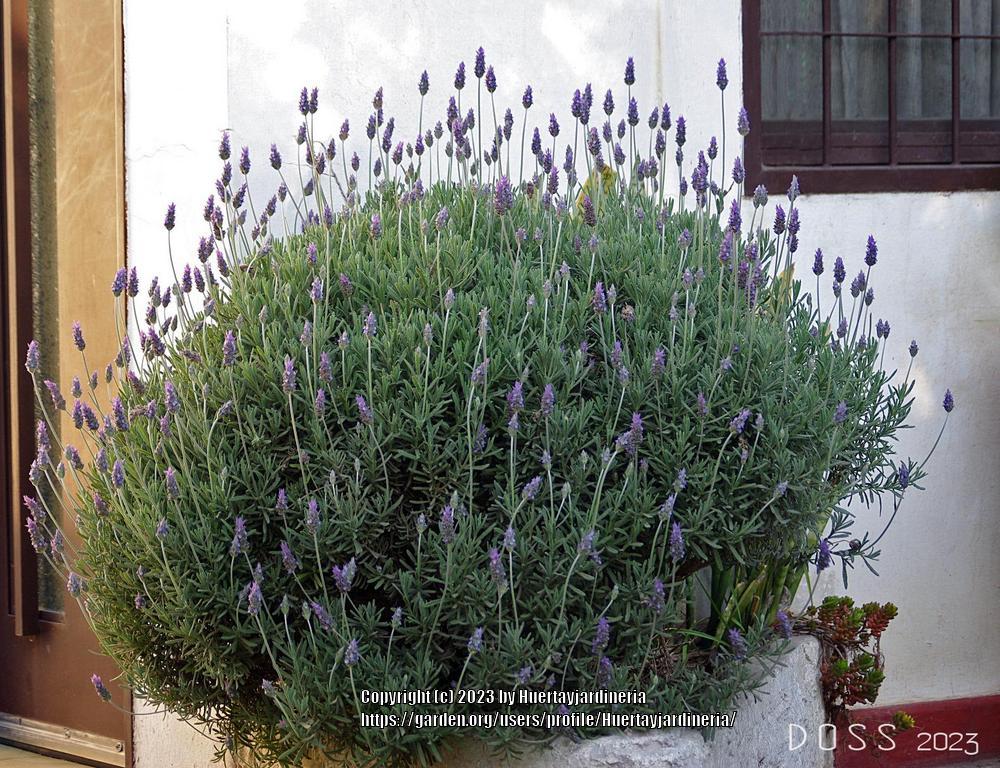 Photo of Lavenders (Lavandula) uploaded by Huertayjardineria