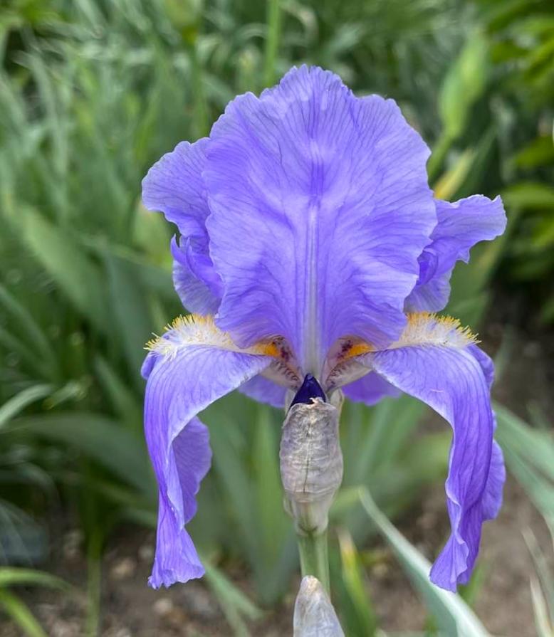 Photo of Species Iris (Iris pallida 'Argentea') uploaded by MaryDurtschi