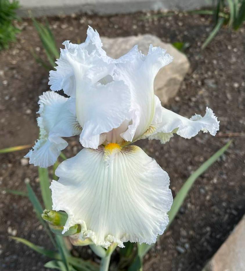 Photo of Tall Bearded Iris (Iris 'Lacy Snowflake') uploaded by MaryDurtschi