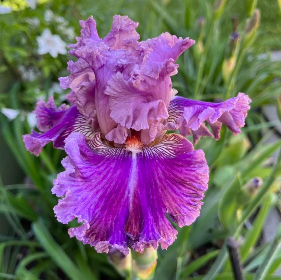 Photo of Tall Bearded Iris (Iris 'Just Witchery') uploaded by MaryDurtschi