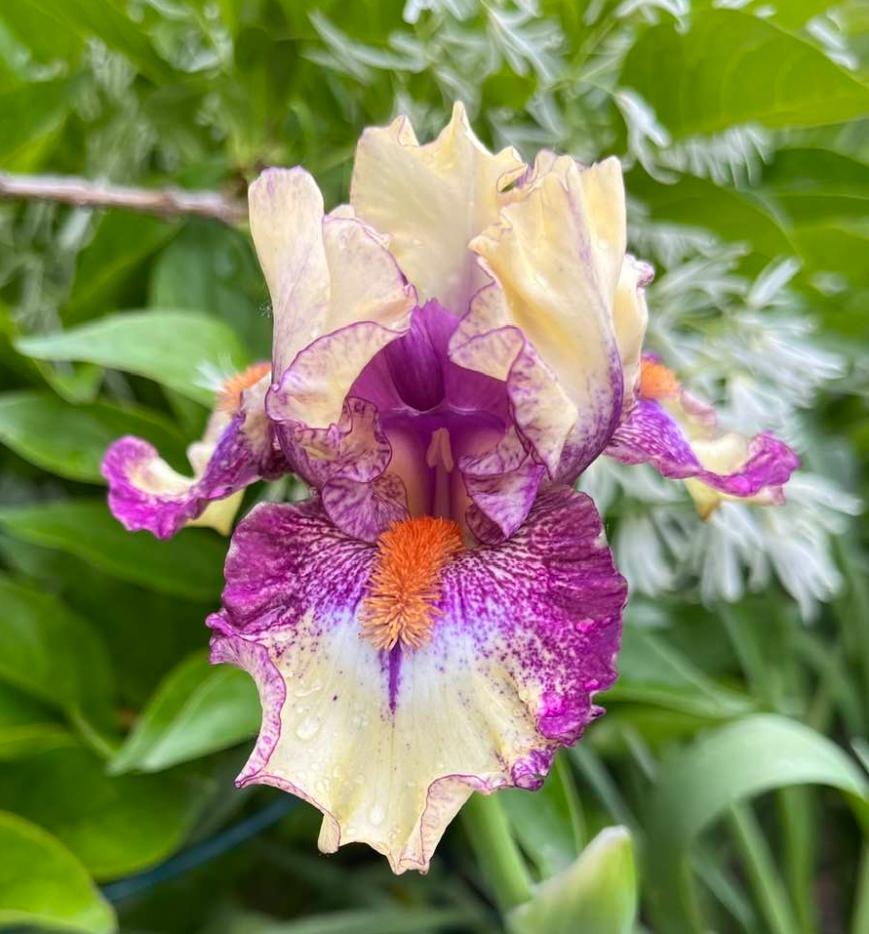 Photo of Intermediate Bearded Iris (Iris 'Intoxicating') uploaded by MaryDurtschi