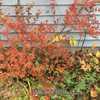 Unknown spiraea with orange and bronze fall colors (and pink flow