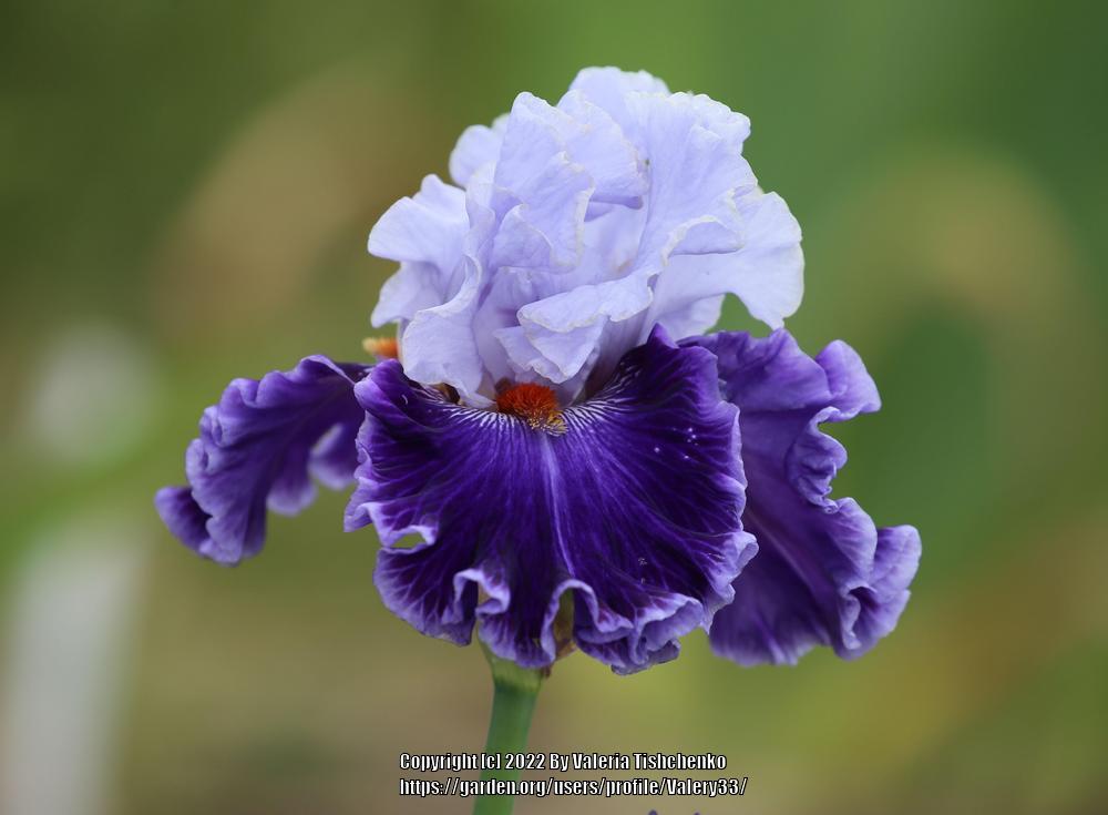 Photo of Tall Bearded Iris (Iris 'Big Spender') uploaded by Valery33