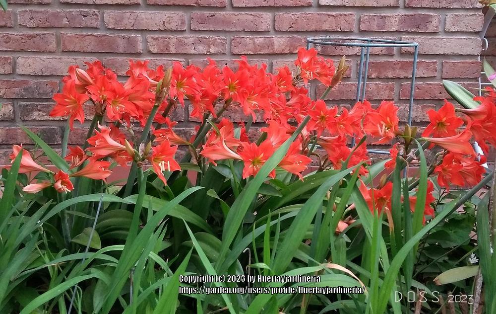 Photo of St. Joseph's Lily (Hippeastrum x johnsonii) uploaded by Huertayjardineria