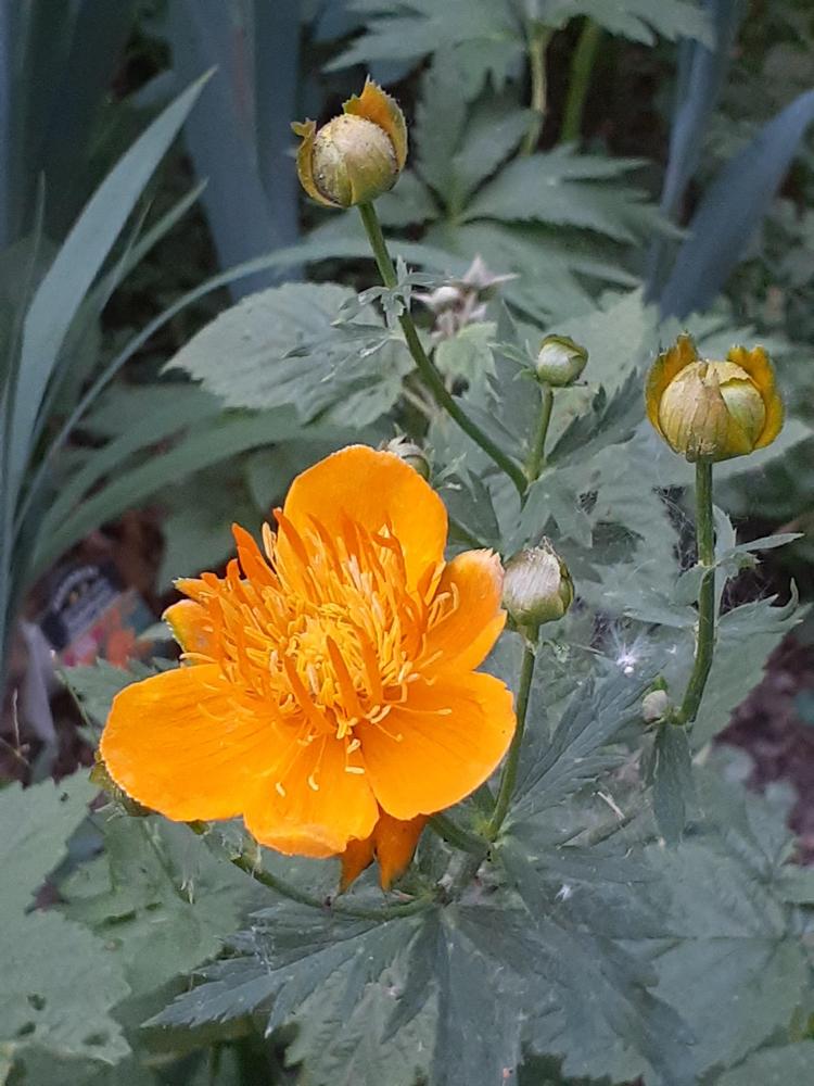 Photo of Chinese Globe Flower (Trollius chinensis 'Golden Queen') uploaded by MNdigger