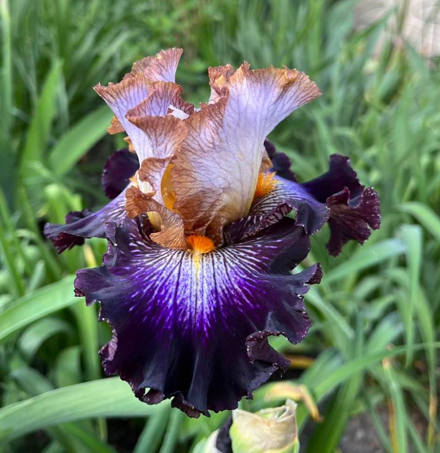 Photo of Tall Bearded Iris (Iris 'Mixed Signals') uploaded by MaryDurtschi