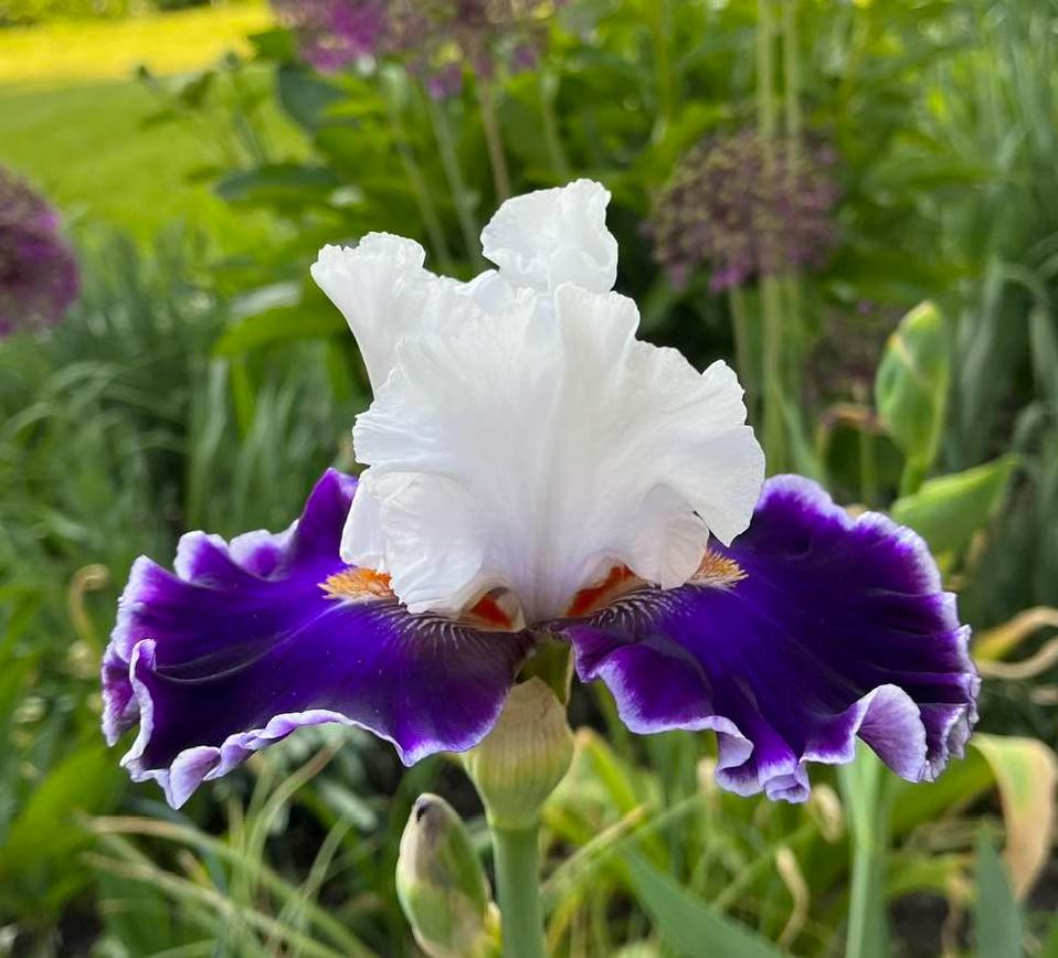 Photo of Tall Bearded Iris (Iris 'Merry Amigo') uploaded by MaryDurtschi