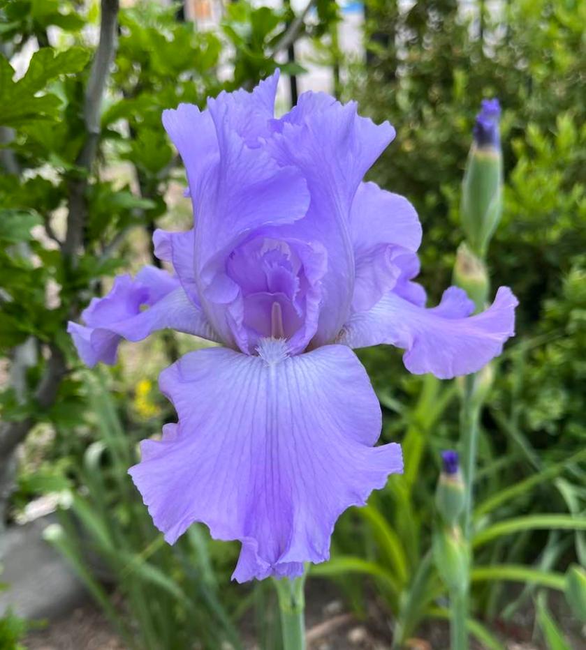 Photo of Tall Bearded Iris (Iris 'Mary Frances') uploaded by MaryDurtschi