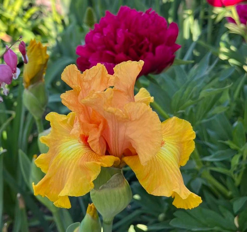 Photo of Tall Bearded Iris (Iris 'Leading Light') uploaded by MaryDurtschi