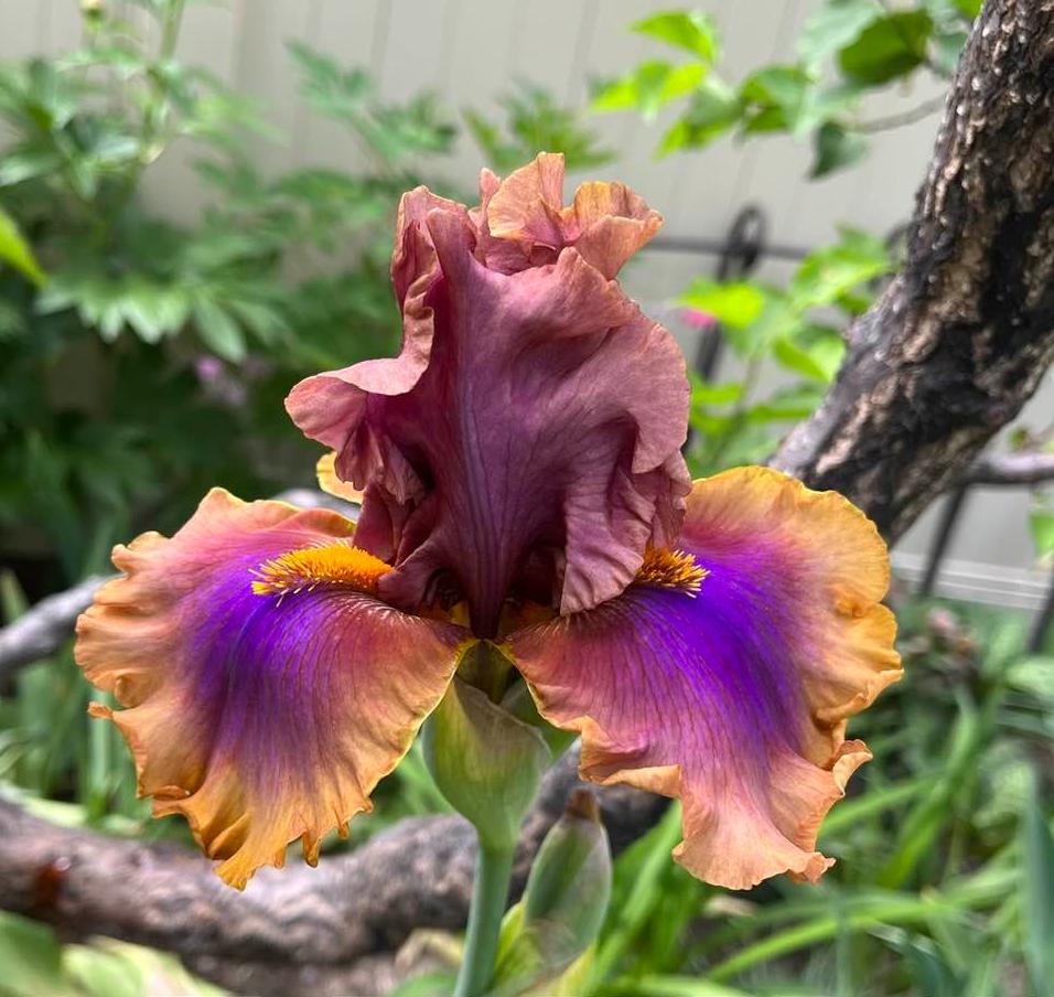 Photo of Tall Bearded Iris (Iris 'Maggie Beth') uploaded by MaryDurtschi
