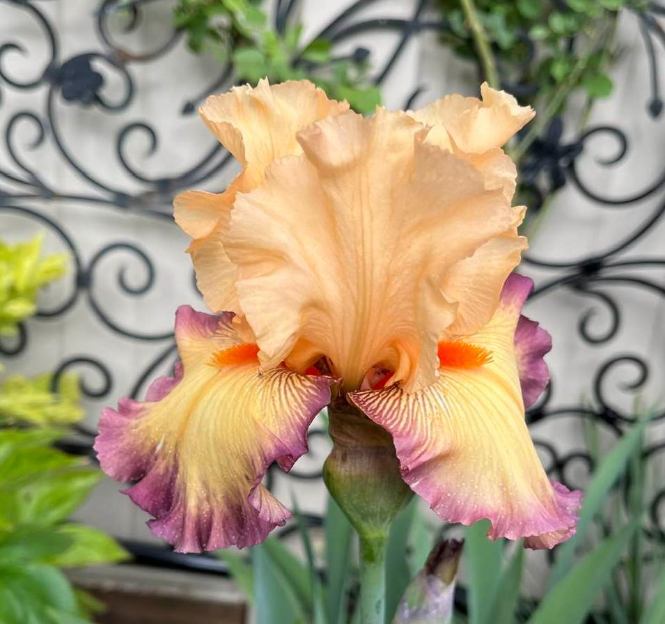 Photo of Tall Bearded Iris (Iris 'Marching Band') uploaded by MaryDurtschi