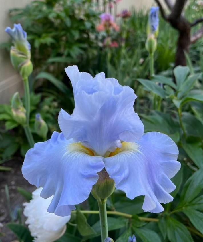 Photo of Tall Bearded Iris (Iris 'Navajo Jewel') uploaded by MaryDurtschi