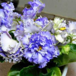 Location: Eagle Bay, New York
Date: 2023-06-18
African Violet (Streptocarpus 'Electric Blue'), full double bloom