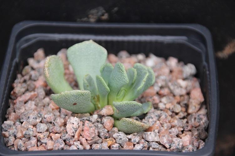 Photo of Hardy Living Stone (Aloinopsis spathulata) uploaded by robertduval14