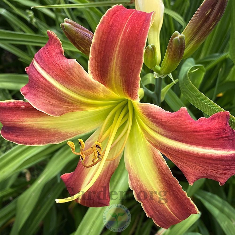 Photo of Daylily (Hemerocallis 'Hold the Matches') uploaded by springcolor