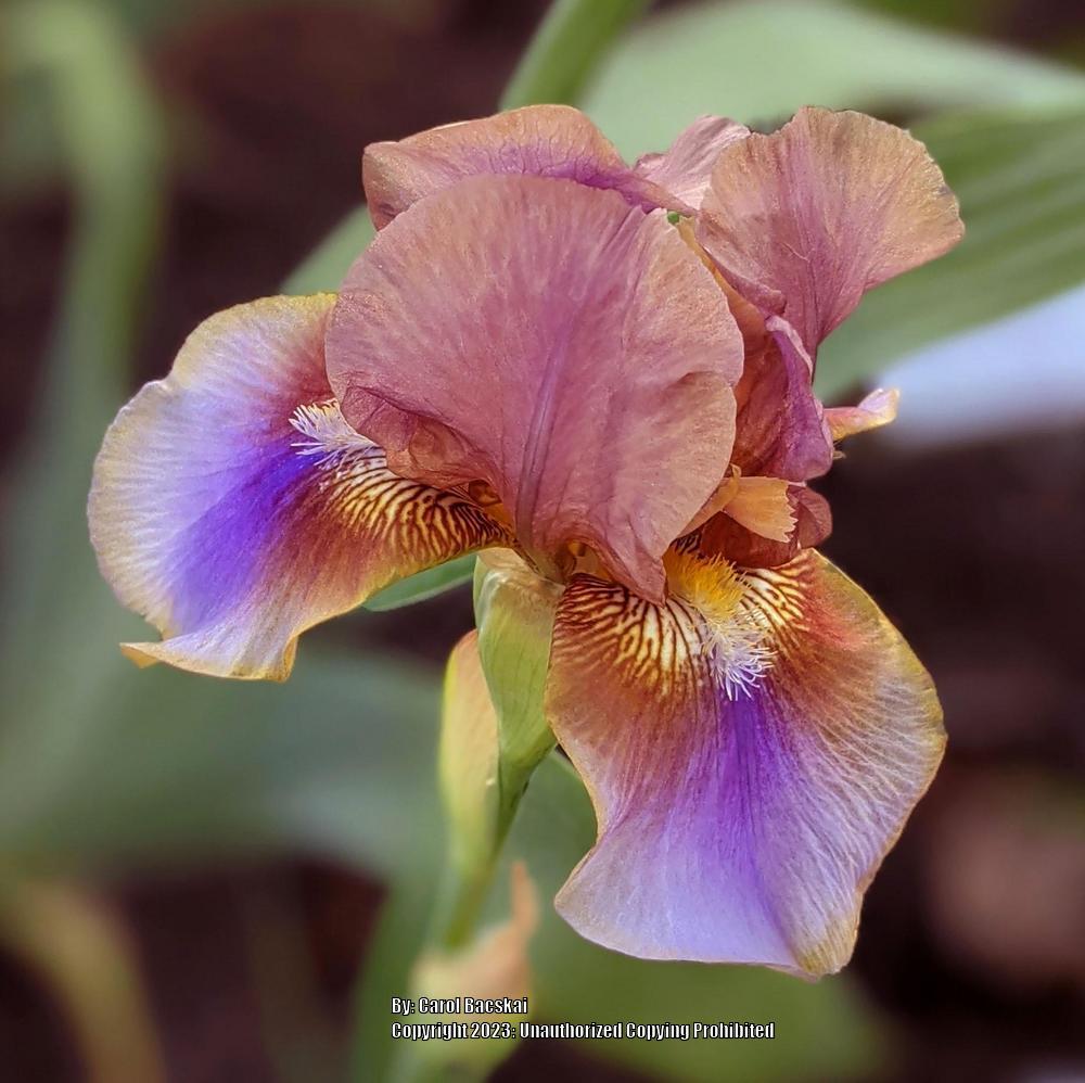 Photo of Tall Bearded Iris (Iris 'Burnt Toffee') uploaded by Artsee1