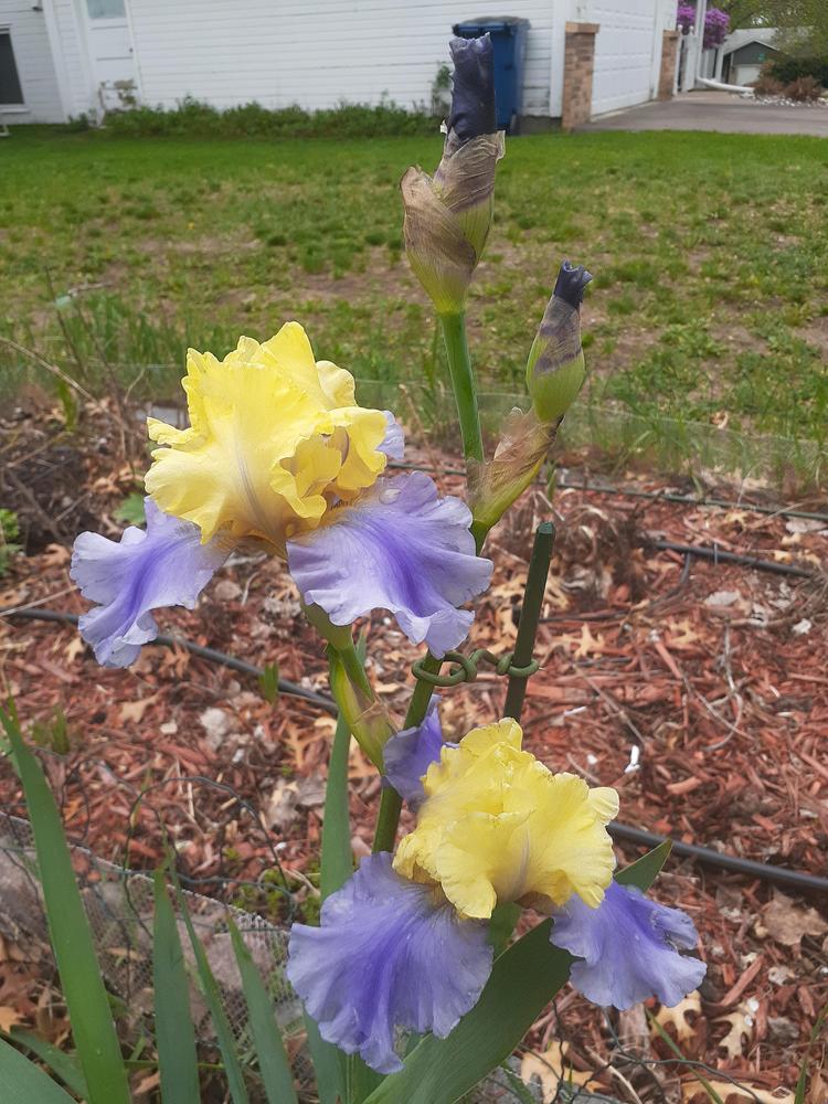 Photo of Tall Bearded Iris (Iris 'Edith Wolford') uploaded by MNdigger