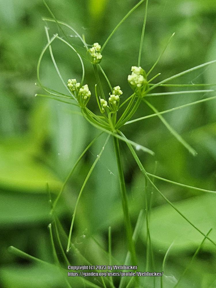 Photo of Mock Bishop's Weed (Ptilimnium capillaceum) uploaded by WebTucker