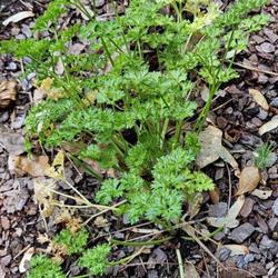 Location: Southern Pines, NC (Boyd House garden)
Date: June 17, 2023
Garden parsley #239; RAB p. 778, 140-17-1; LHB p. 753, 153-10-1, 