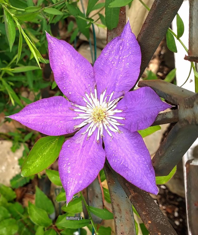 Photo of Clematis 'H.F. Young' uploaded by HoodLily