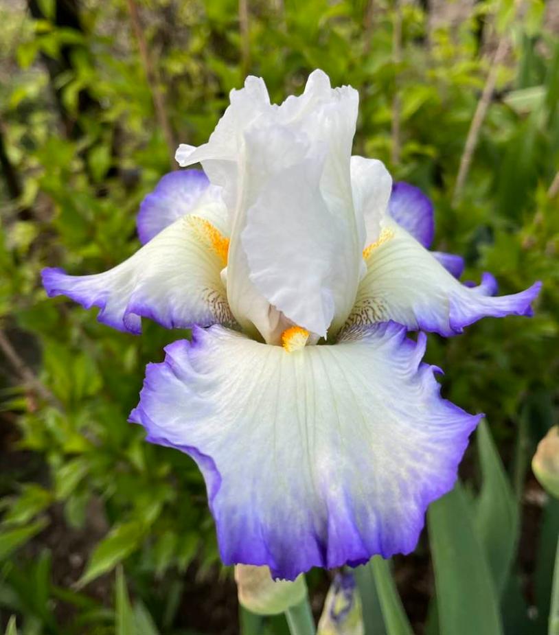 Photo of Tall Bearded Iris (Iris 'Queen's Circle') uploaded by MaryDurtschi