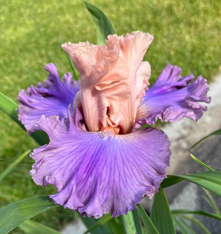 Photo of Tall Bearded Iris (Iris 'Arrivederci') uploaded by MaryDurtschi