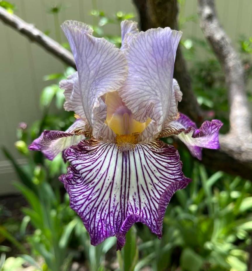 Photo of Tall Bearded Iris (Iris 'Piccadilly Circus') uploaded by MaryDurtschi
