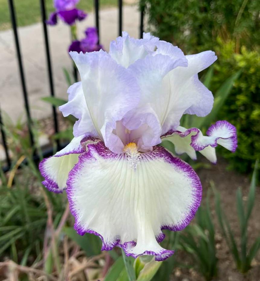 Photo of Tall Bearded Iris (Iris 'Petticoat Shuffle') uploaded by MaryDurtschi