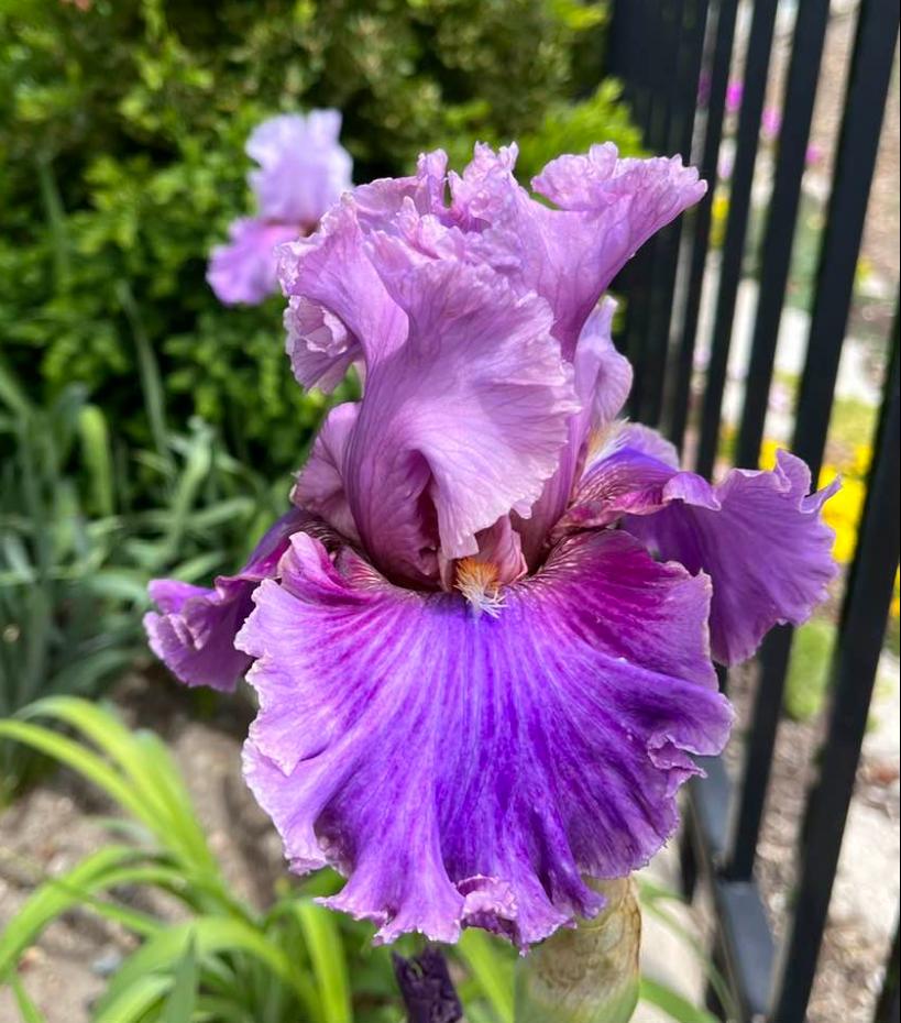 Photo of Tall Bearded Iris (Iris 'Enchanter') uploaded by MaryDurtschi