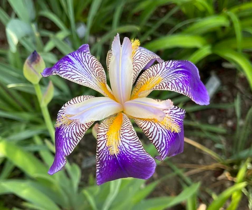 Photo of Tall Bearded Iris (Iris 'Rhythm') uploaded by MaryDurtschi